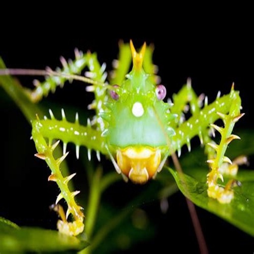 Insect Life album cover